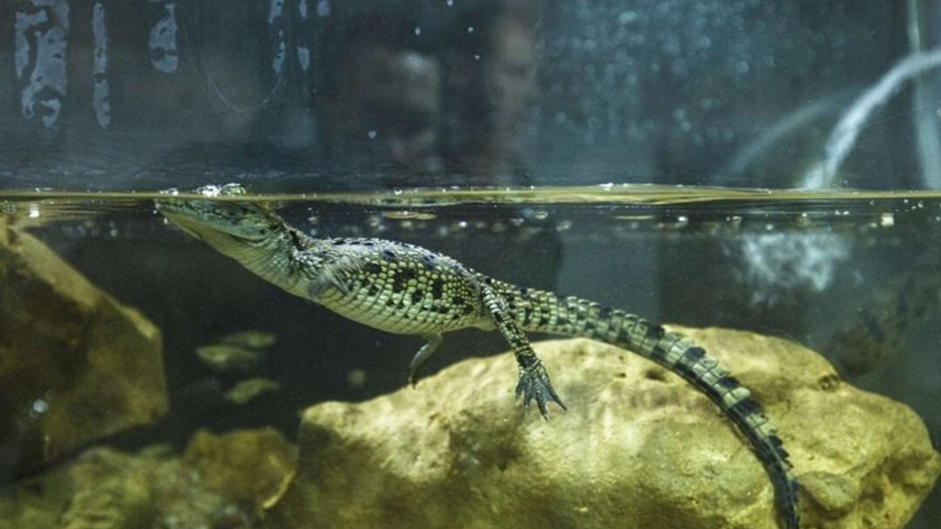 Excursion d'une journée à Crocoparc Agadir avec transport aller-retour