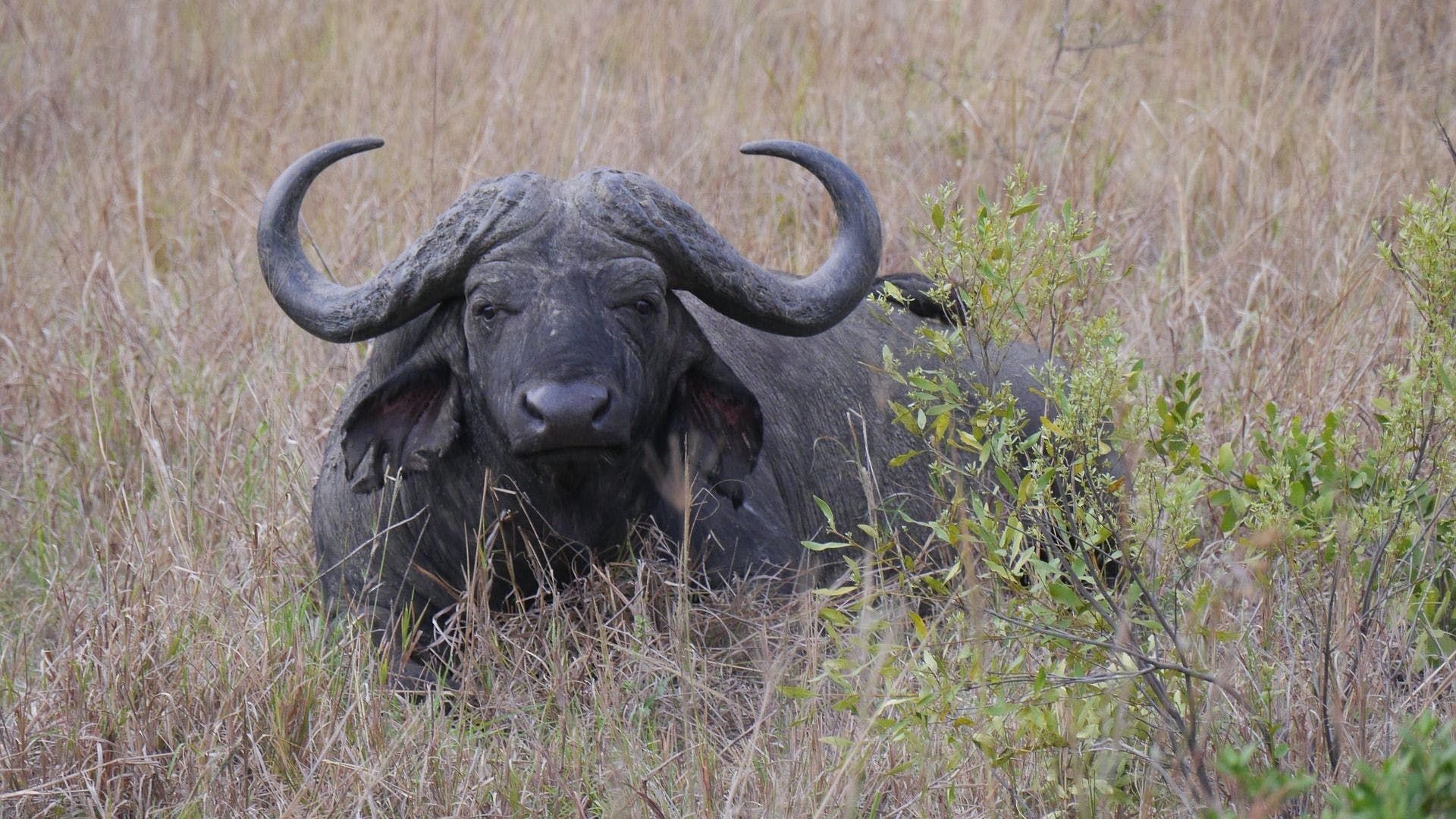 Hluhluwe-Imfolozi Park Tour from Durban