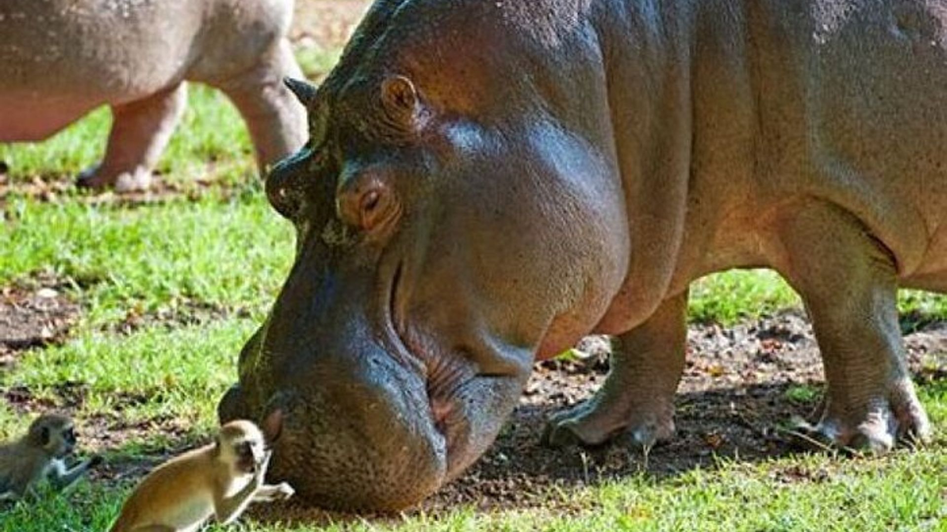 Mombasa Private Full-Day Sightseeing Shore Excursion