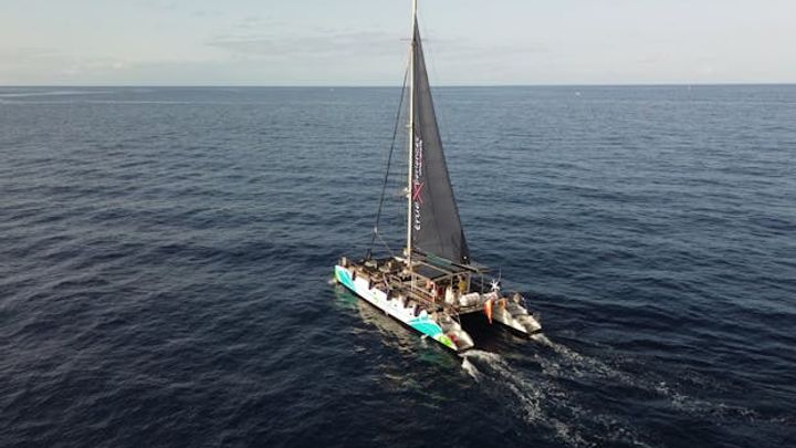 3-hour whale and dolphin observation on an eco-catamaran