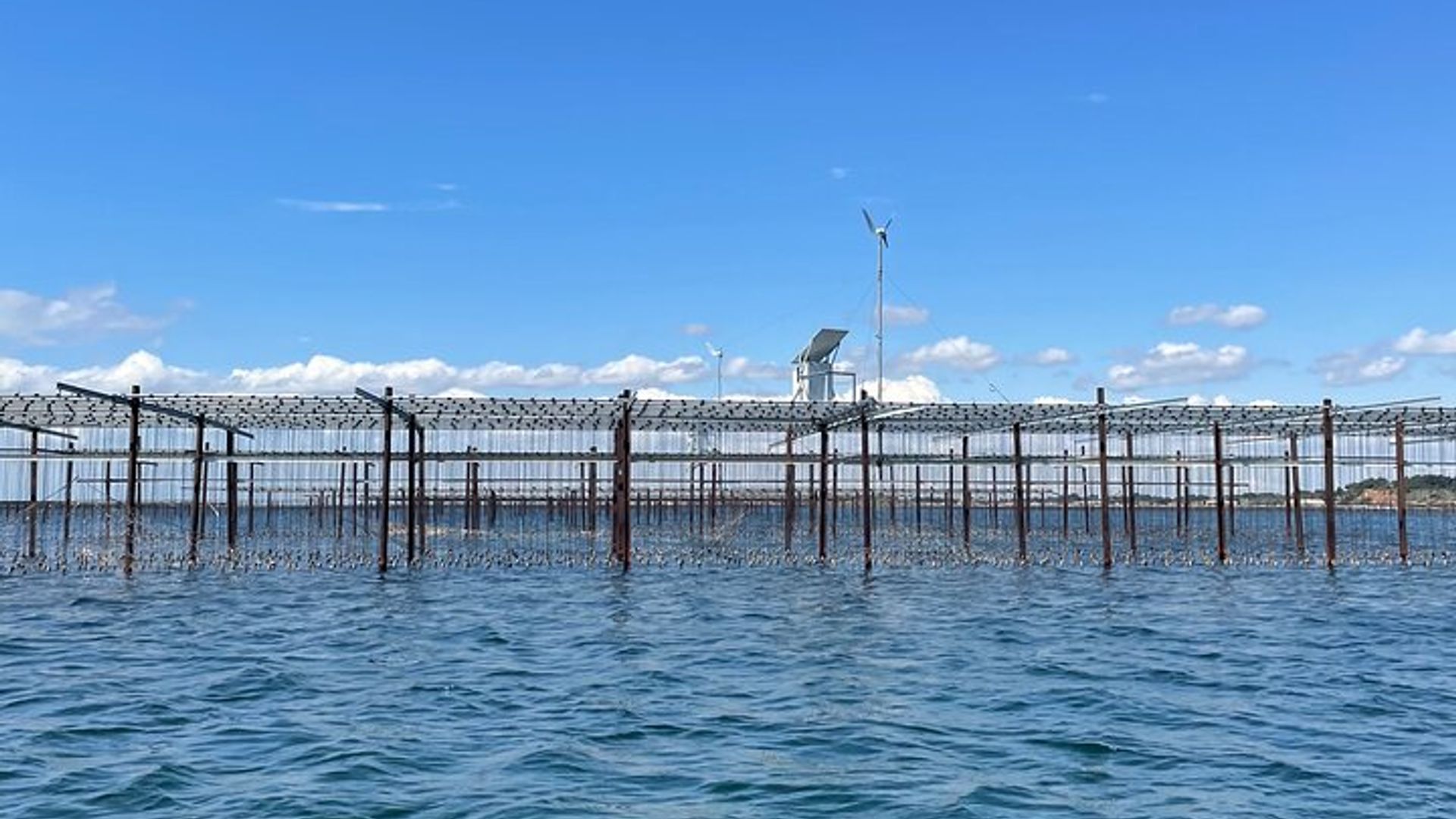 Ausflug zum Picpoul de Pinet – halbtägiger Ausflug zu Austern und Weinen