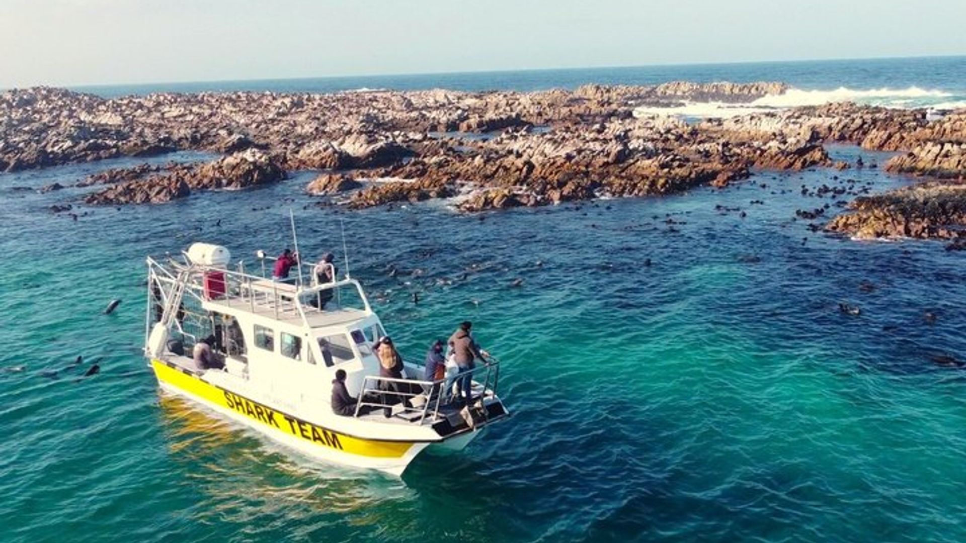 Great White Shark Cage Diving Experience
