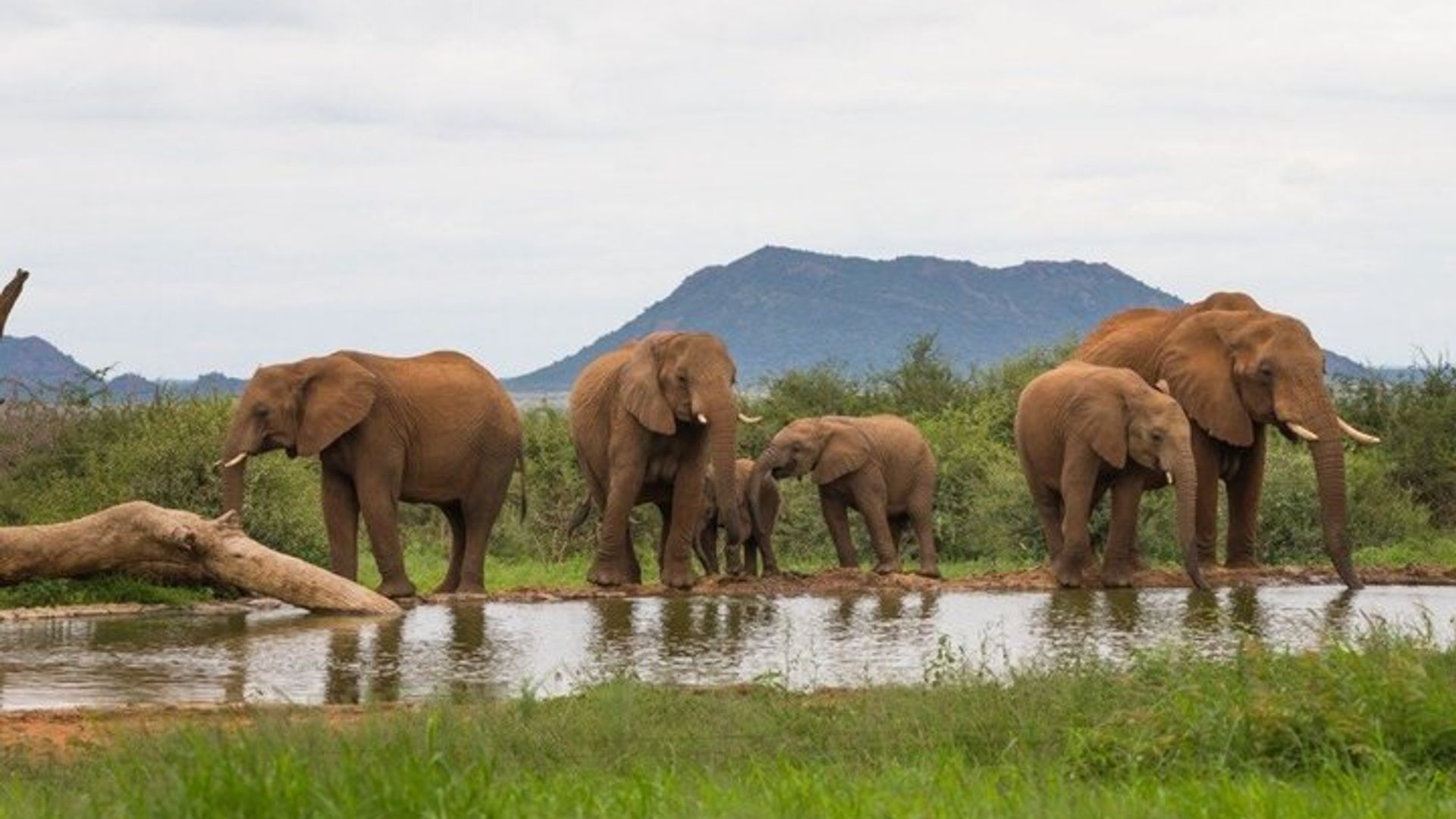 5-tägige Garden Route und Botlierskop Game Reserve ab Kapstadt