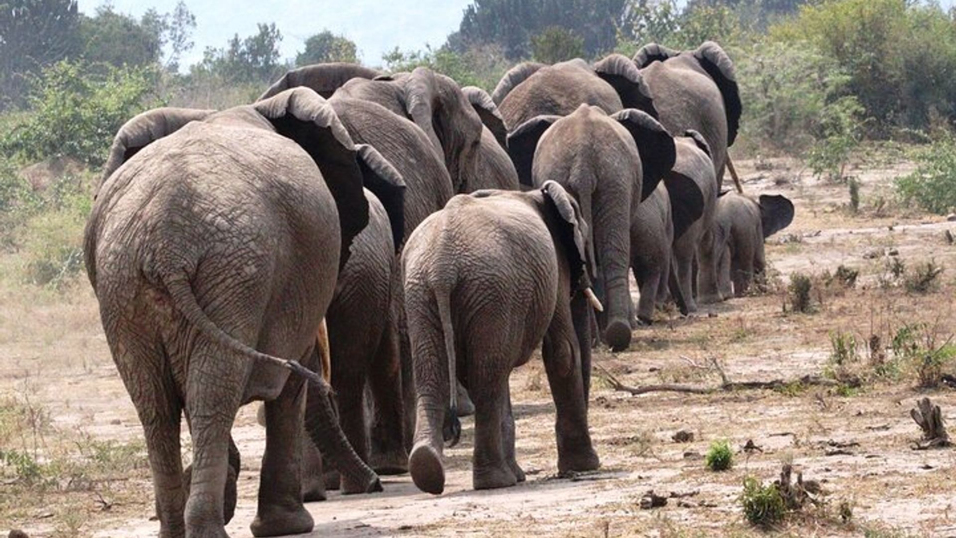 14 Days Kenya and Rwanda Safari and Trekking