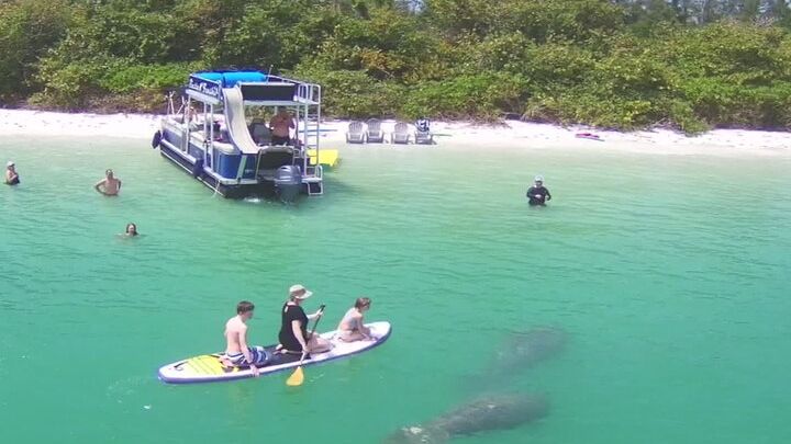 Sarasota Private Dolphin and Manatee Cruise