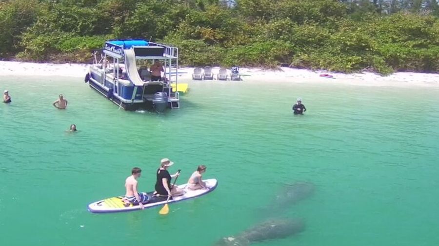 Sarasota Private Dolphin and Manatee Cruise