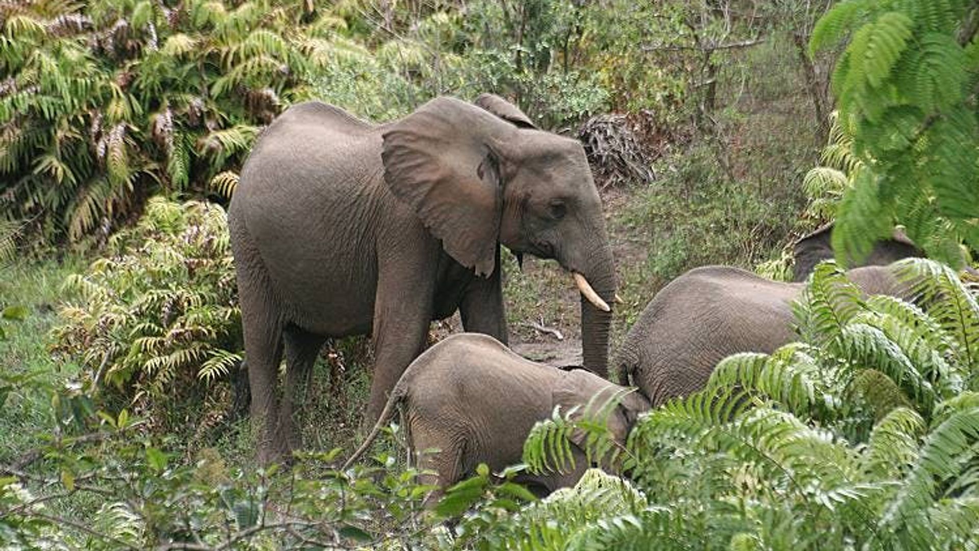 Shimba Hills Urugendo rwumunsi 1 hamwe na Sheldrick Falls kuzamuka Mombasa