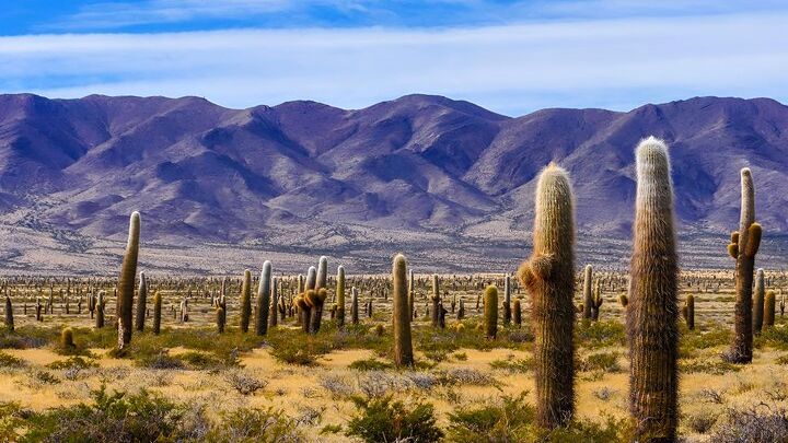 Salta: Full-Day Tour to Cachi & Los Cardones National Park