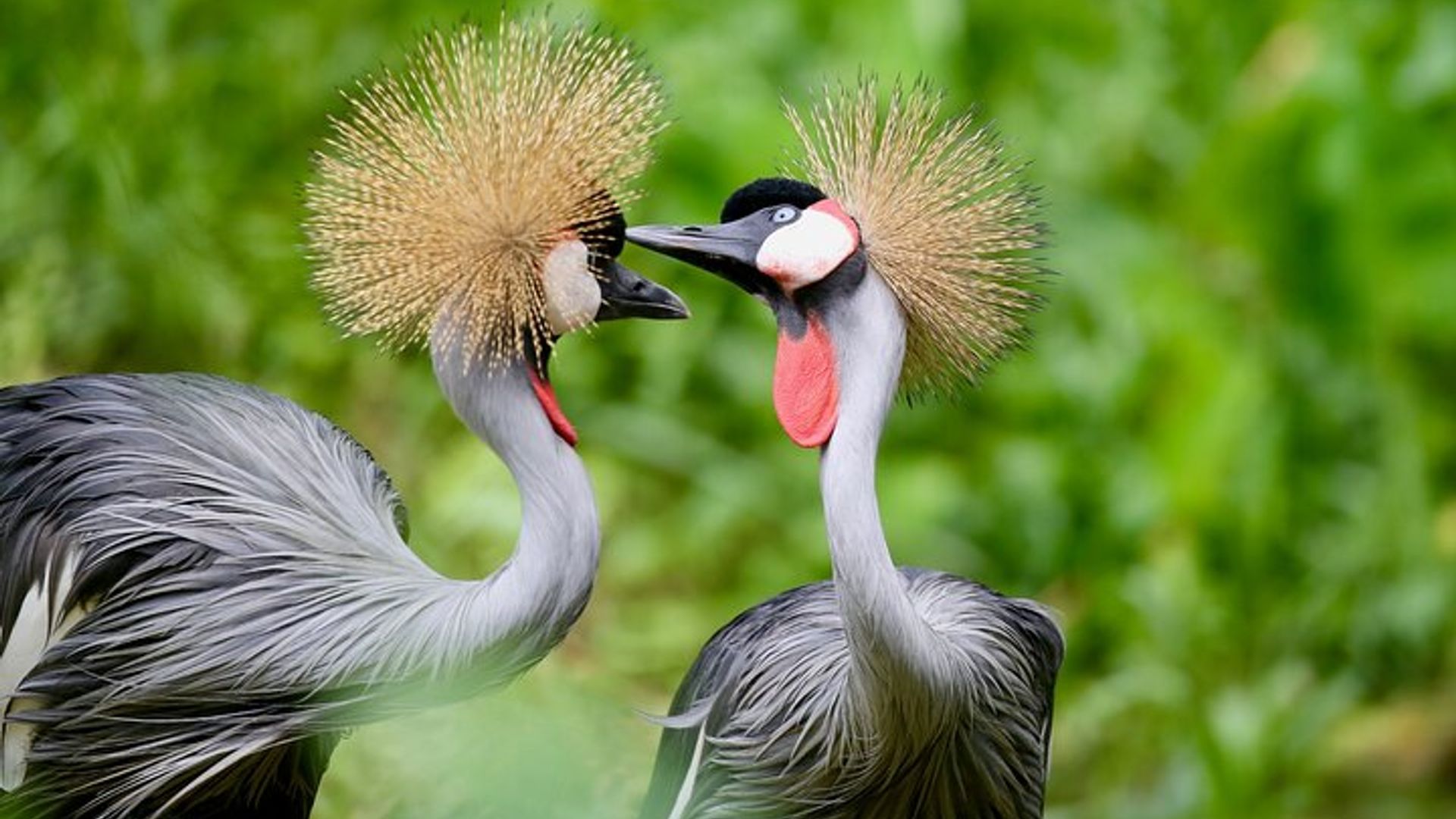 Birding And Nature Tours