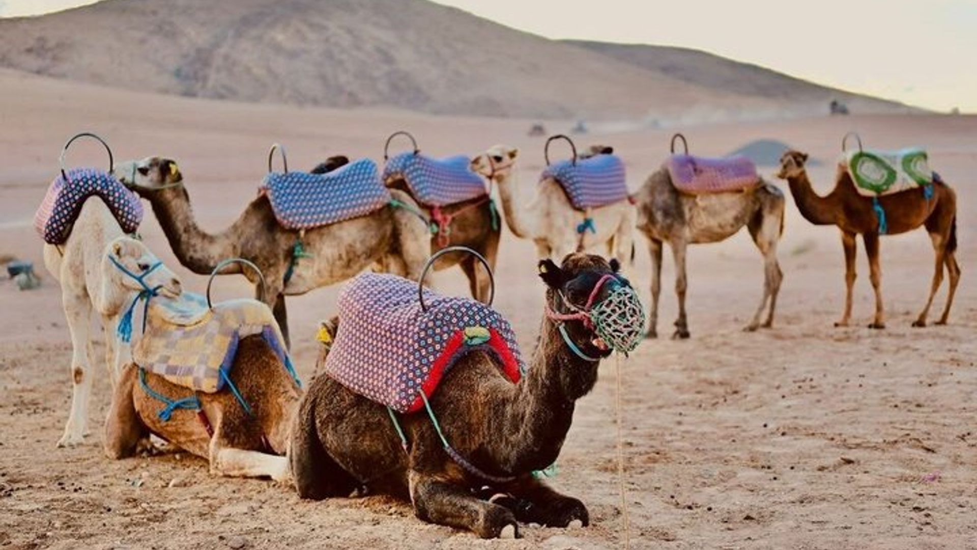Dîner dans le désert d'Agafay avec promenade en chameau au départ de Marrakech Sunset Tour