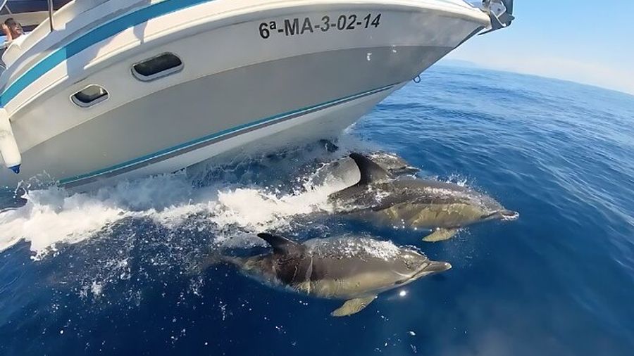Dolphin Boat Trip in Benalmadena