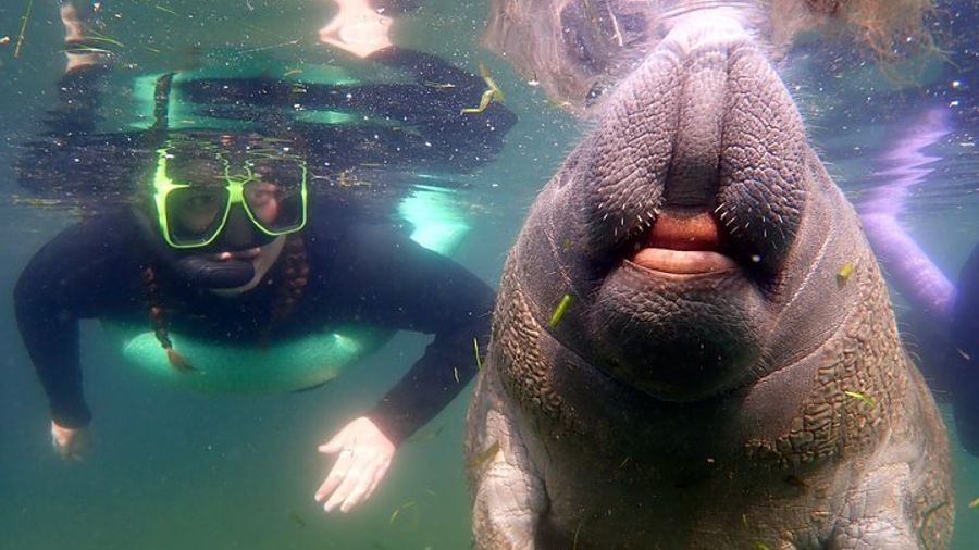 Crystal River: Small-Group Snorkeling and Manatee Tour