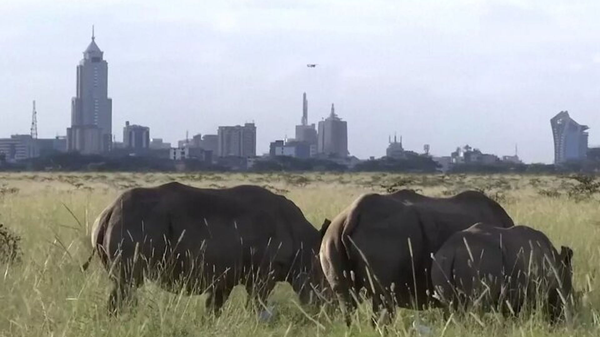 Nairobi National Park Half-Day Game Drive With Free Pick Up