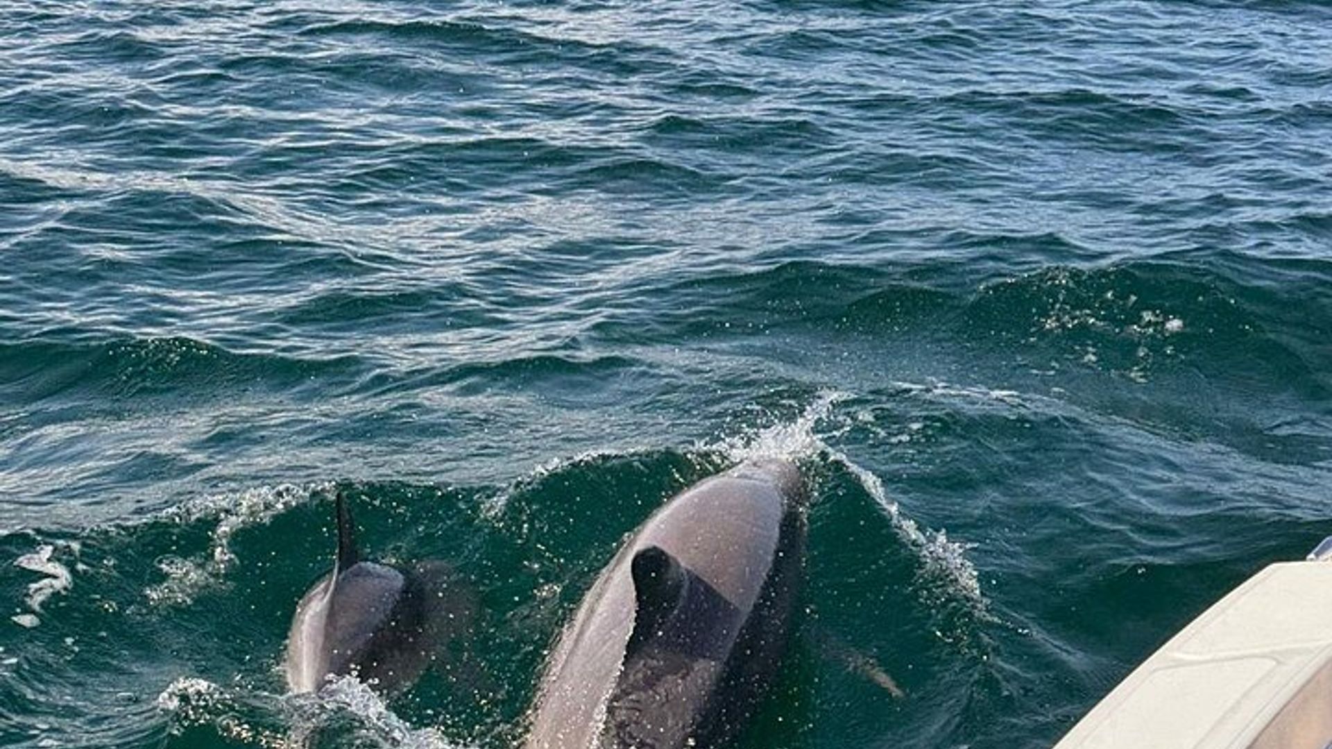 Excursion to the great ass of seabag and nature reserve