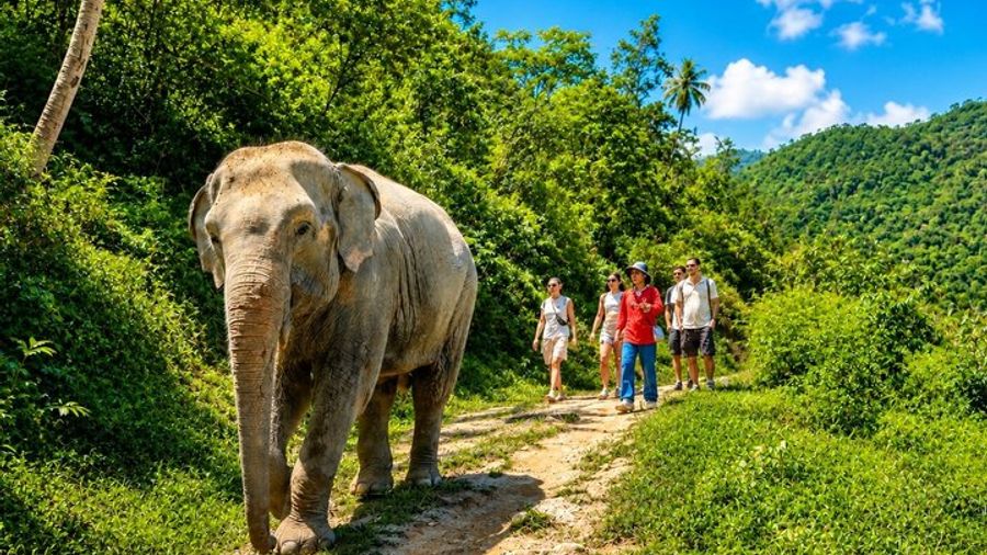 Phuket: Patong Hill Tribe Elephant Village Small-Group Tour