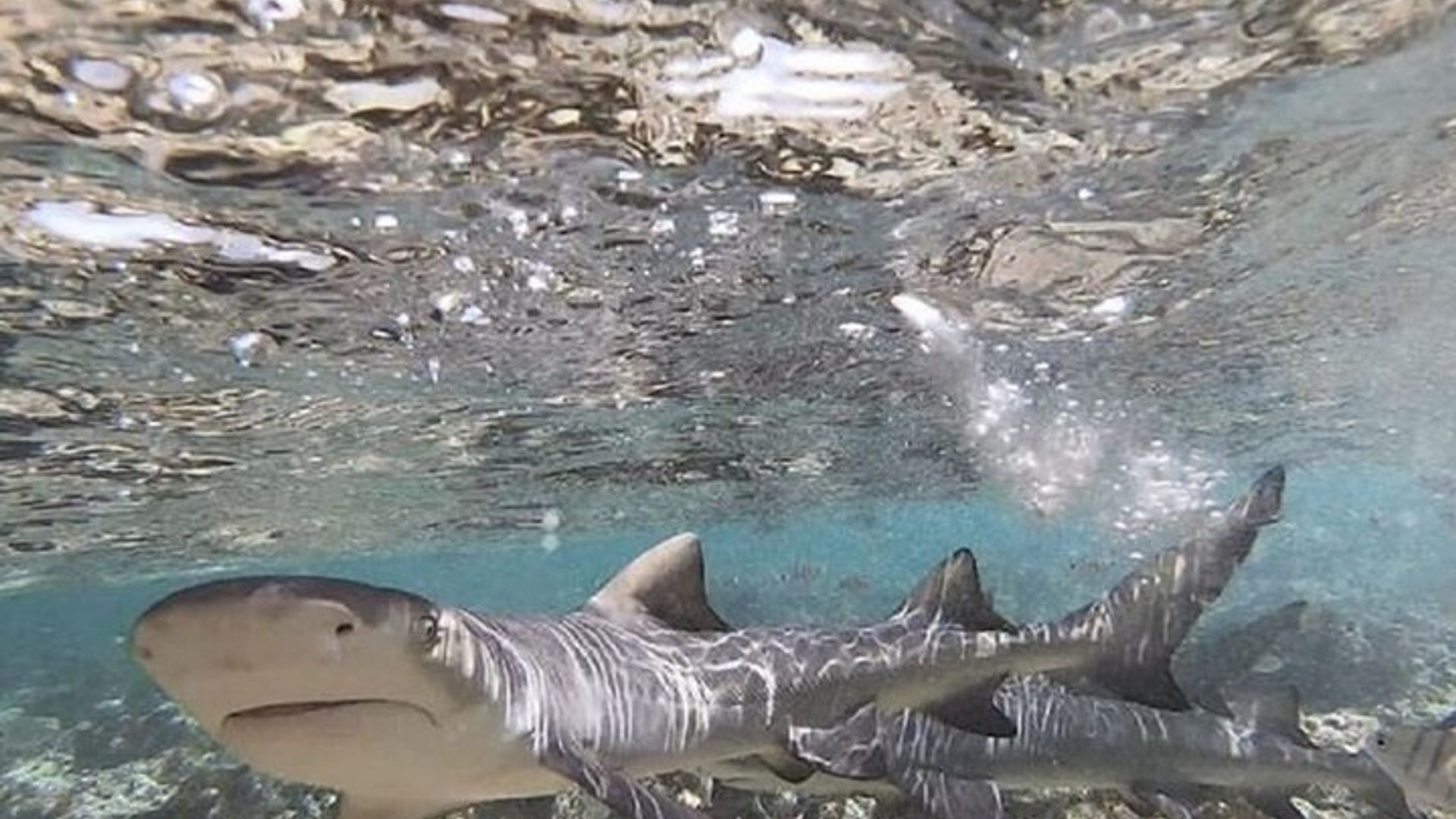 Tour de día completo: mina de sal, Blue Eye, Shark Watch y Kite Beach