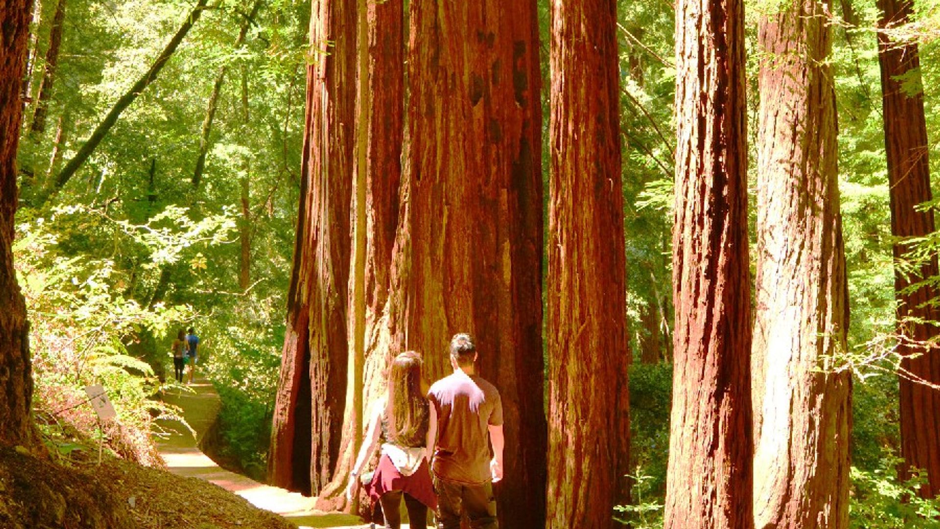 Muir Woods & Sausalito: Private Day Trip from San Francisco image 1