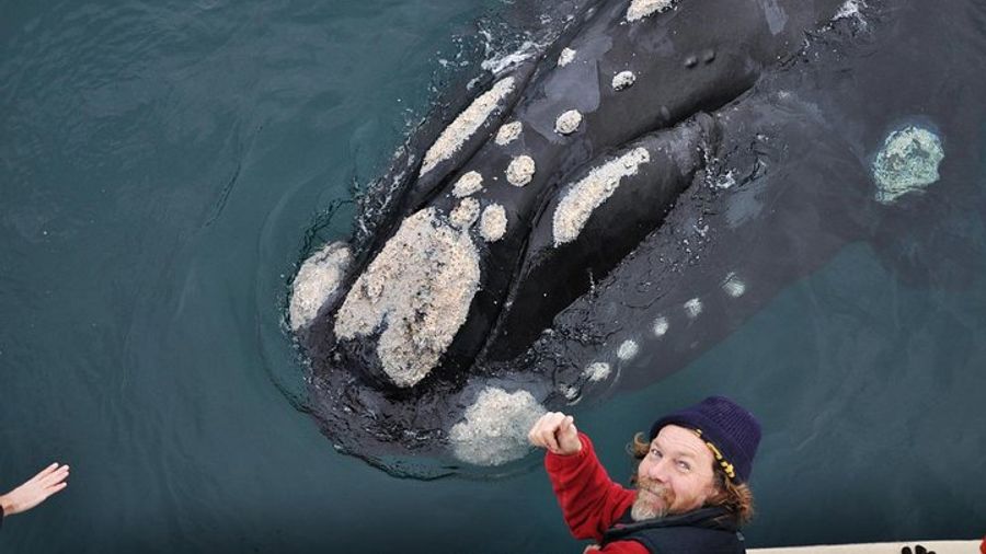 Peninsula Valdés Highlights Tour From Puerto Madryn