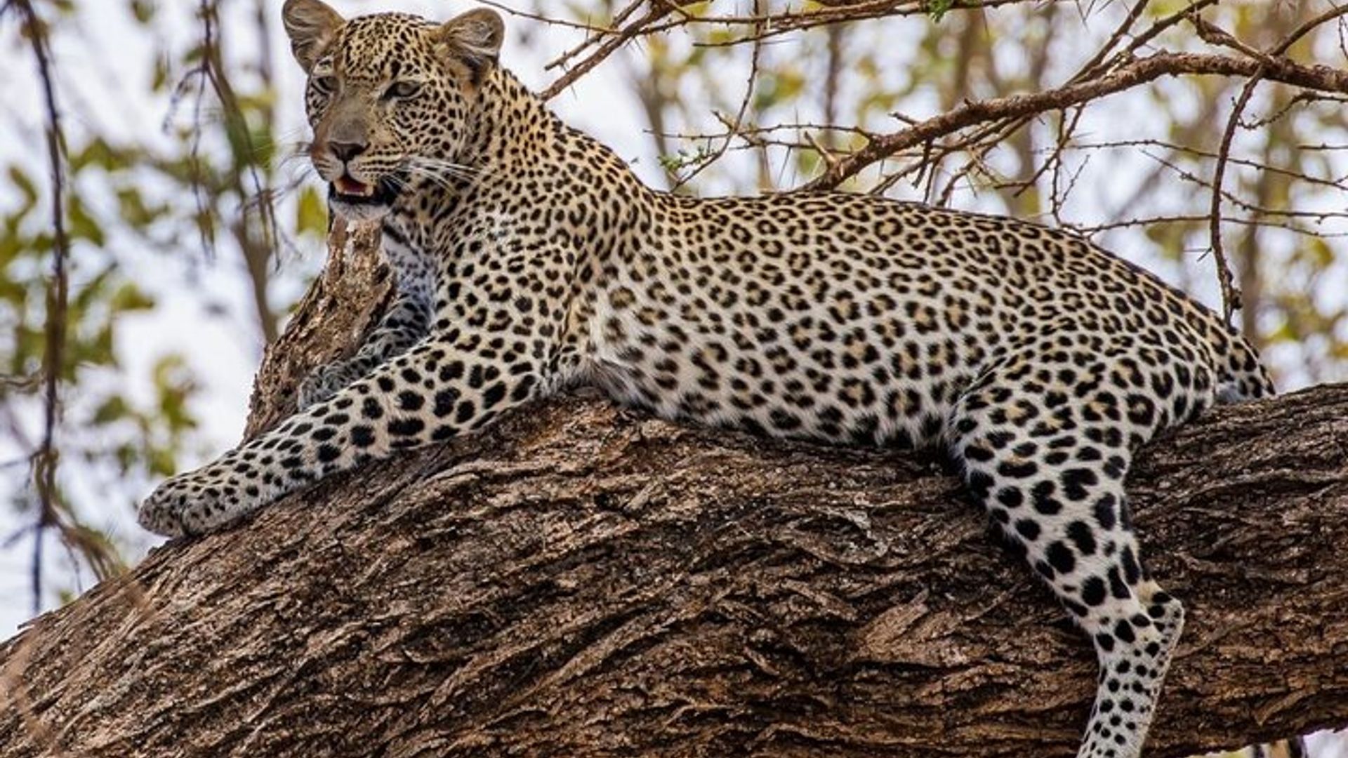 Garden Route Private 3 - Tagesausflug mit Botlierskop Safari