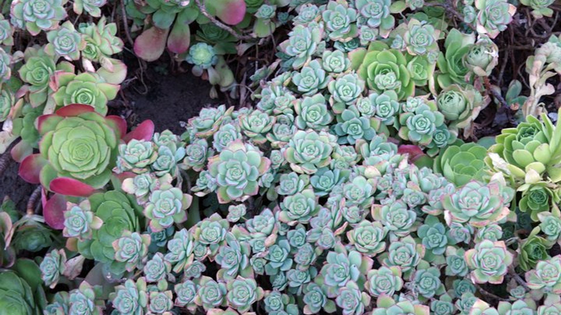 San Francisco Staircases and Gardens Small-Group Walking Tour image 3