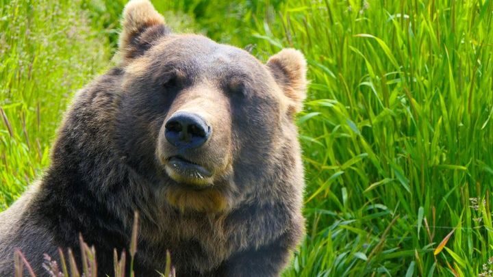 SUMMER-SUNSET Wilderness, Wildlife & Glacier Experience