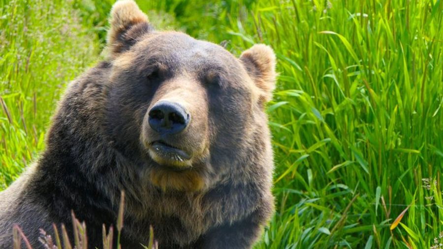 Anchorage Sunset Wilderness, Wildlife, Glacier, Photos Tour