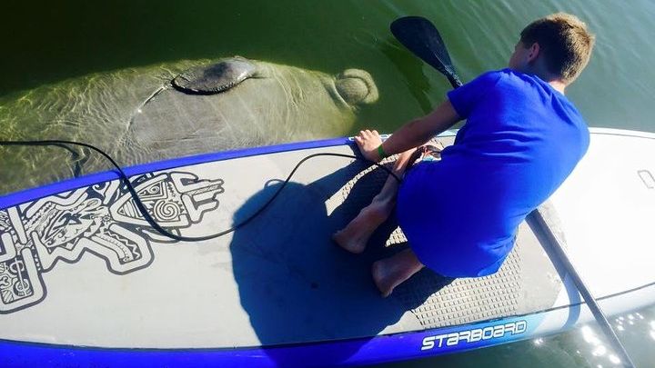 Paddle Board or Kayak Eco Dolphin Manatee Tour