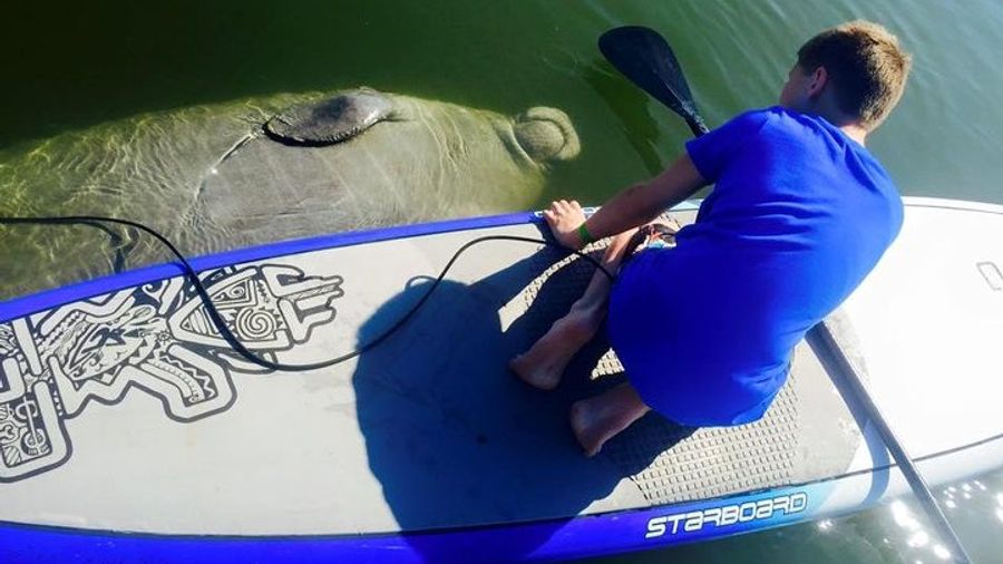Paddle Board or Kayak Eco Dolphin Manatee Tour