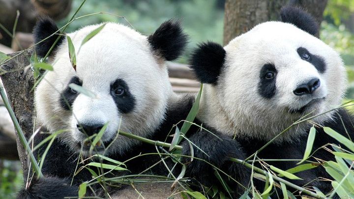 Chengdu: Giant Panda Breeding Private Tour