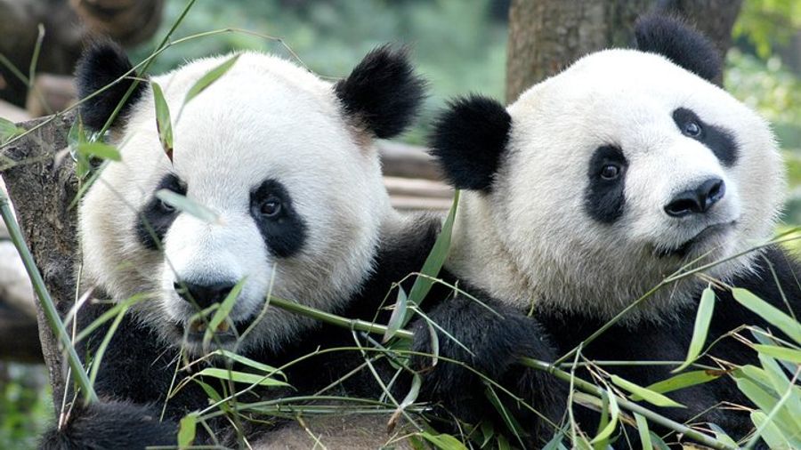 Chengdu: Giant Panda Breeding Private Tour