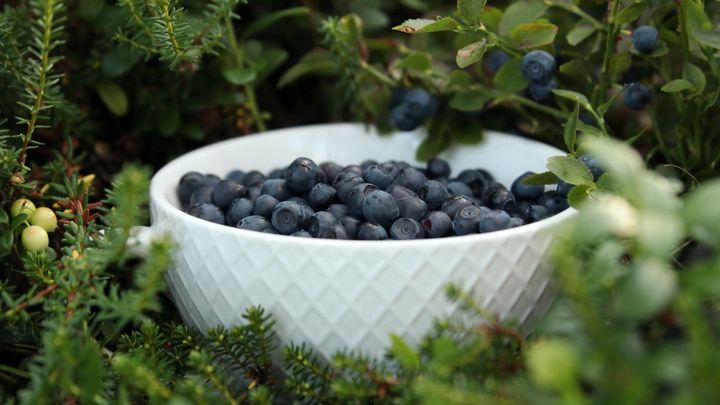Rovaniemi: Mushrooms & Wild Berries Picking Tour - Small Group
