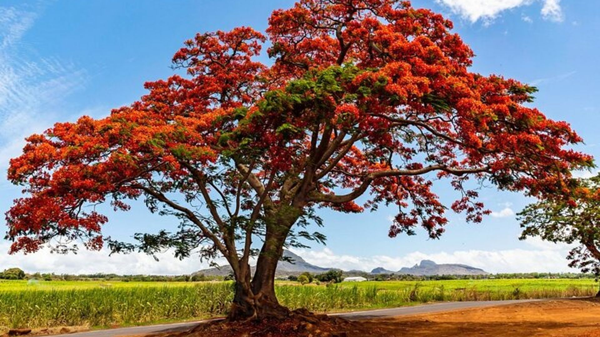 FULL DAY North Mauritius : Botanical Garden & L'Aventure Du Sucre