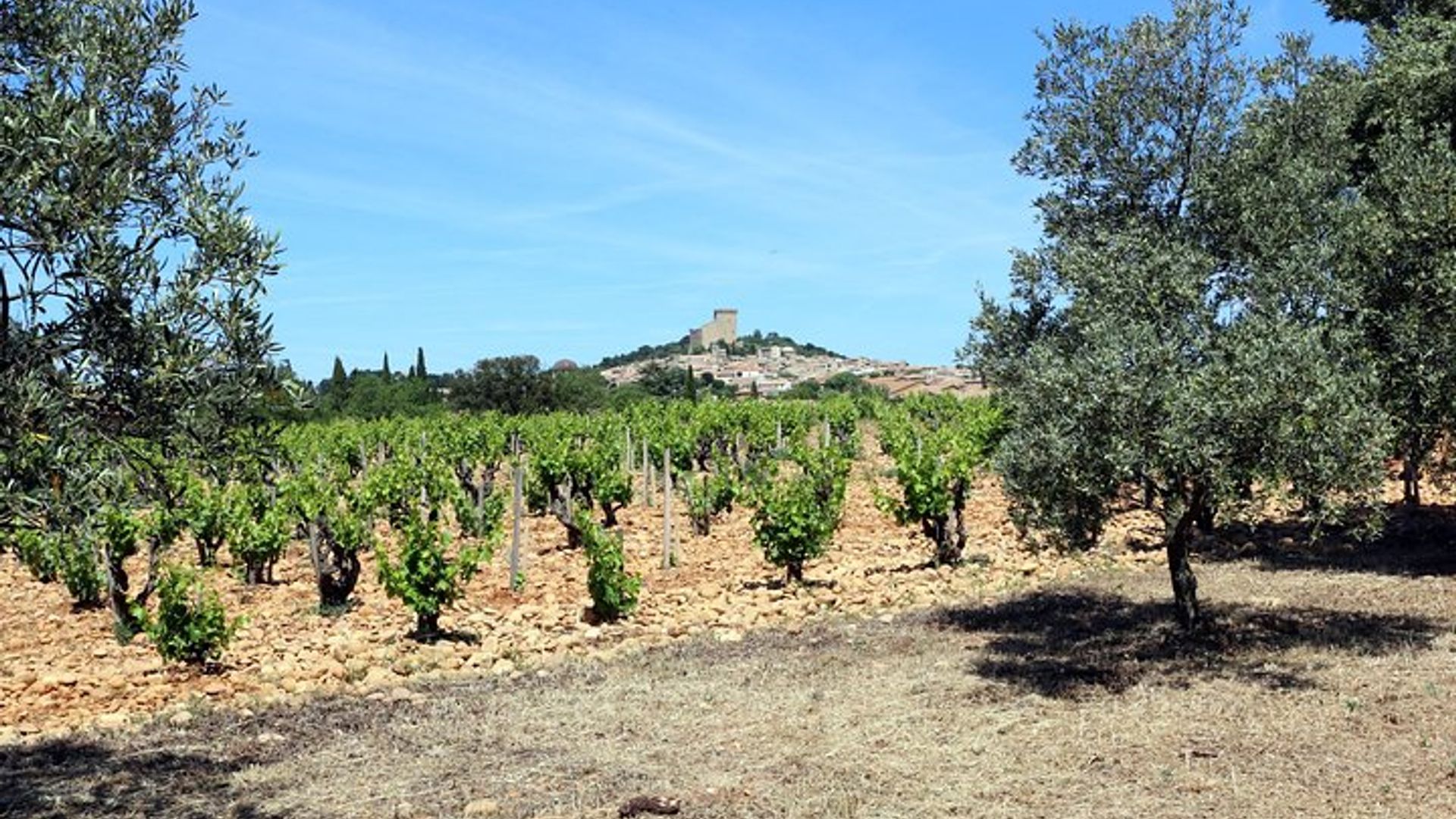 Châteauneuf Du Pape expérience viticole intensive et vins fins
