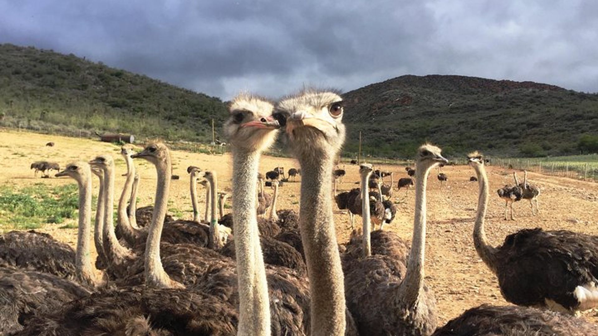 Ruta de 6 días por el jardín y Addo Adventure desde Ciudad del Cabo