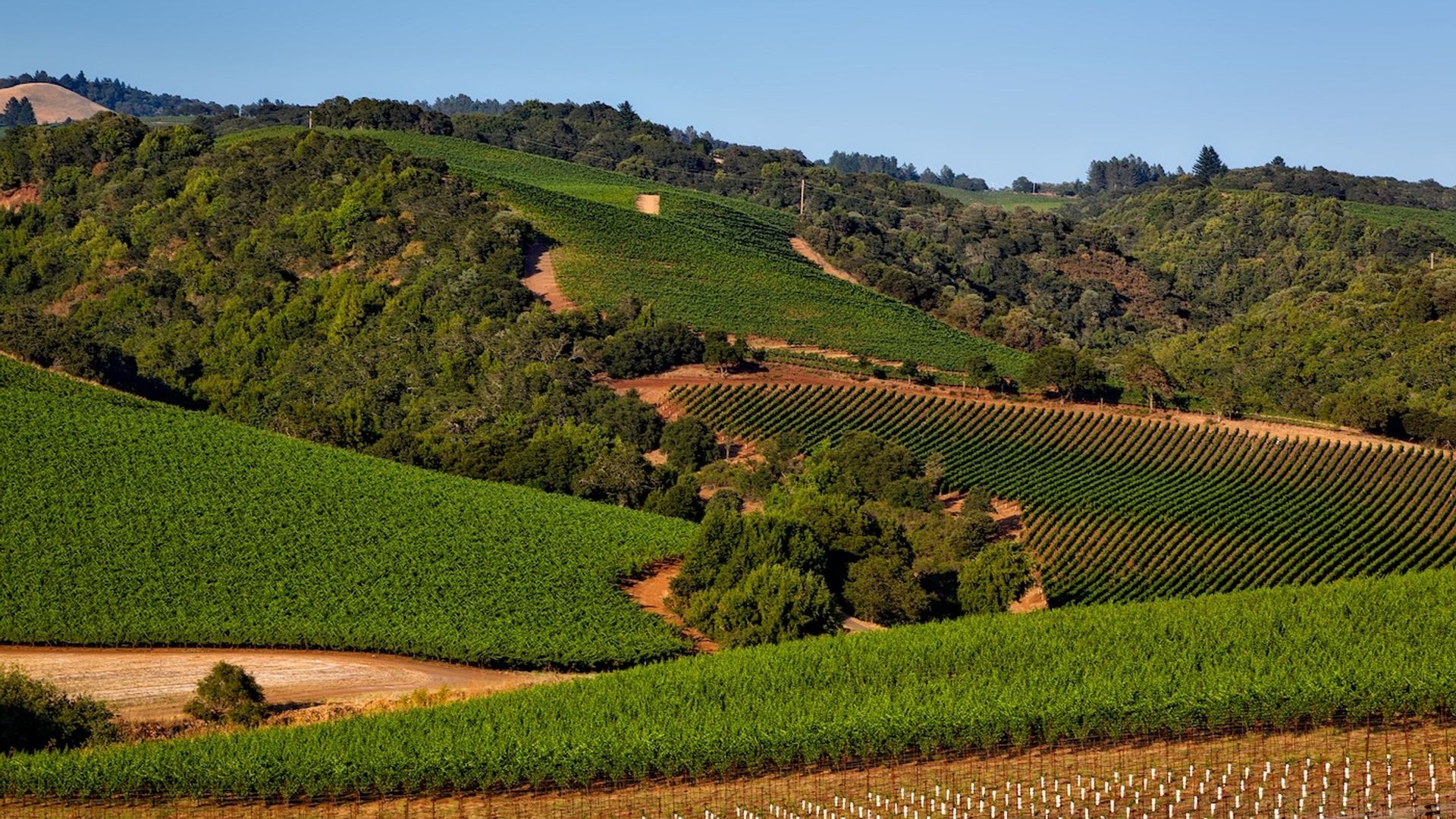 Wine Tasting in Sonoma County: Private All-Inclusive Excursion image 2