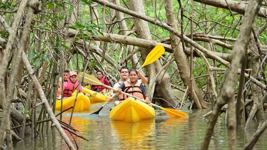 Damas Island Mangrove Kayaking Tour from Manuel Antonio