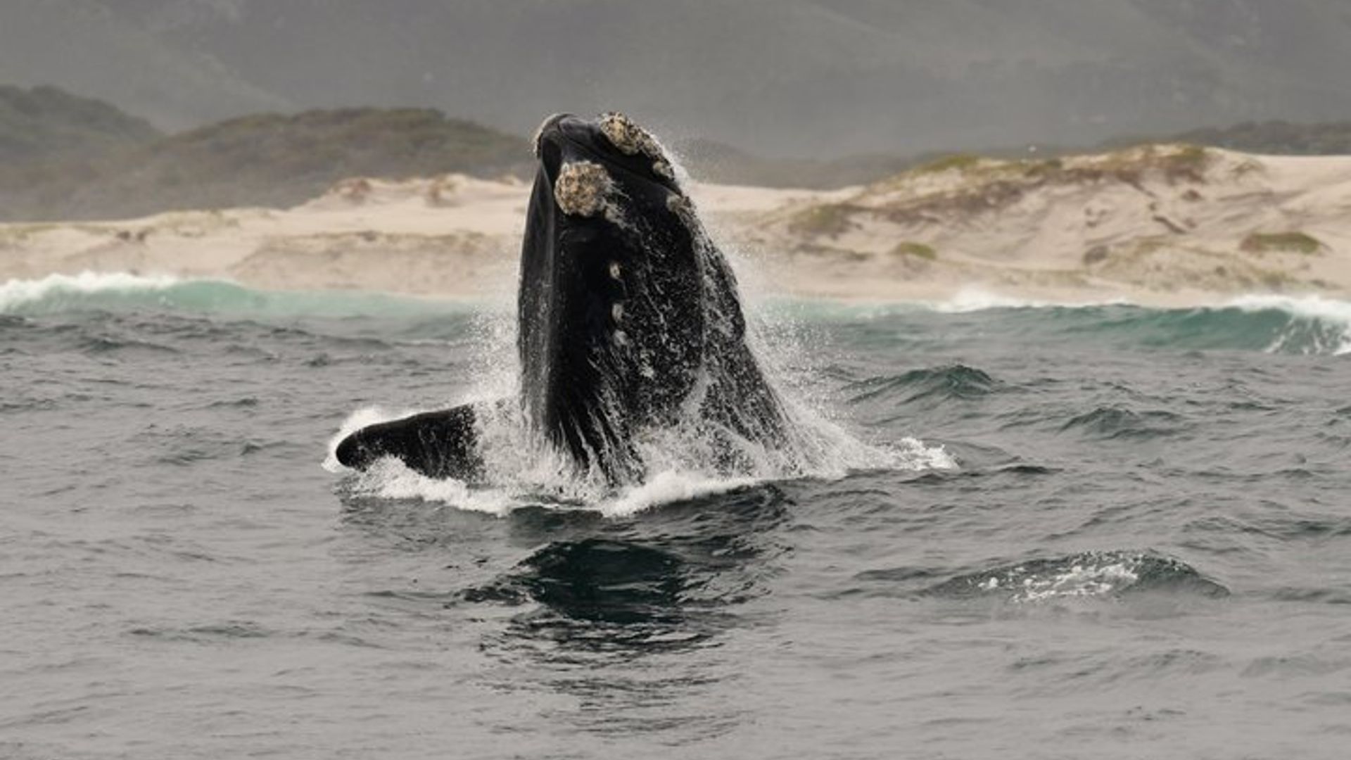 Shared Hermanus Boat Based Whale Watching and Penguin Adventure