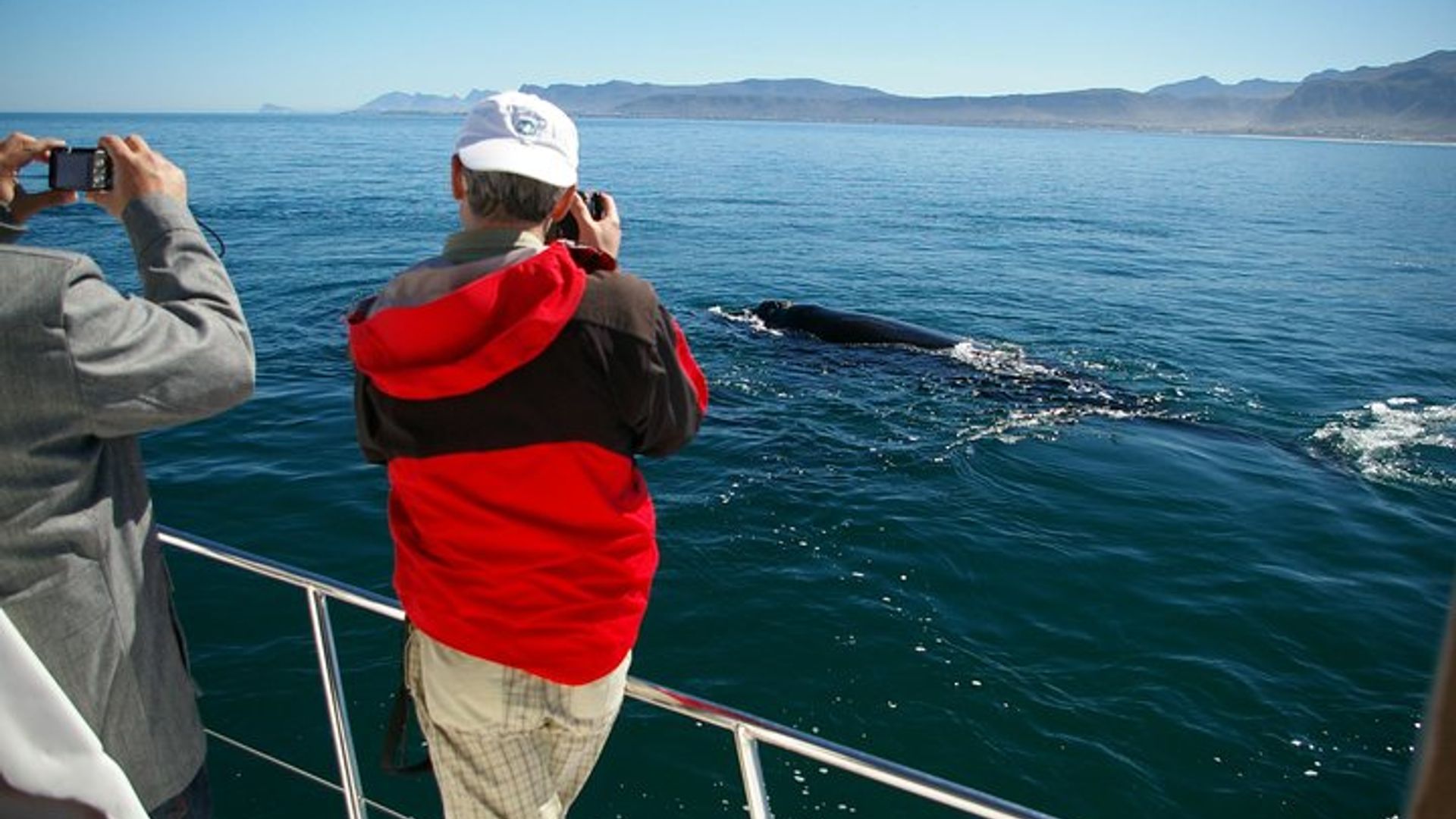 Hermanus Whale Watching and Wine: Private Tour from Cape Town