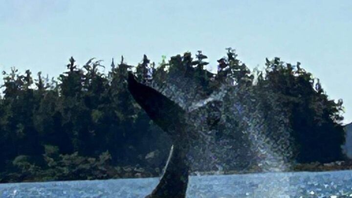 Sitka Small-Group Wildlife Spotting Boat Tour
