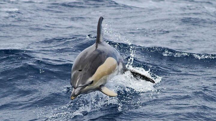 Madeira Small-Group Wildlife Sea Safari