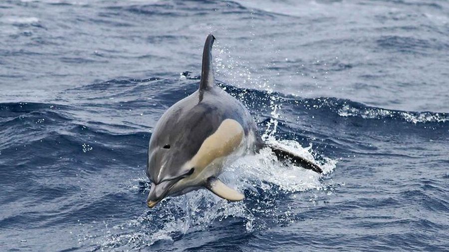 Madeira Small-Group Wildlife Sea Safari