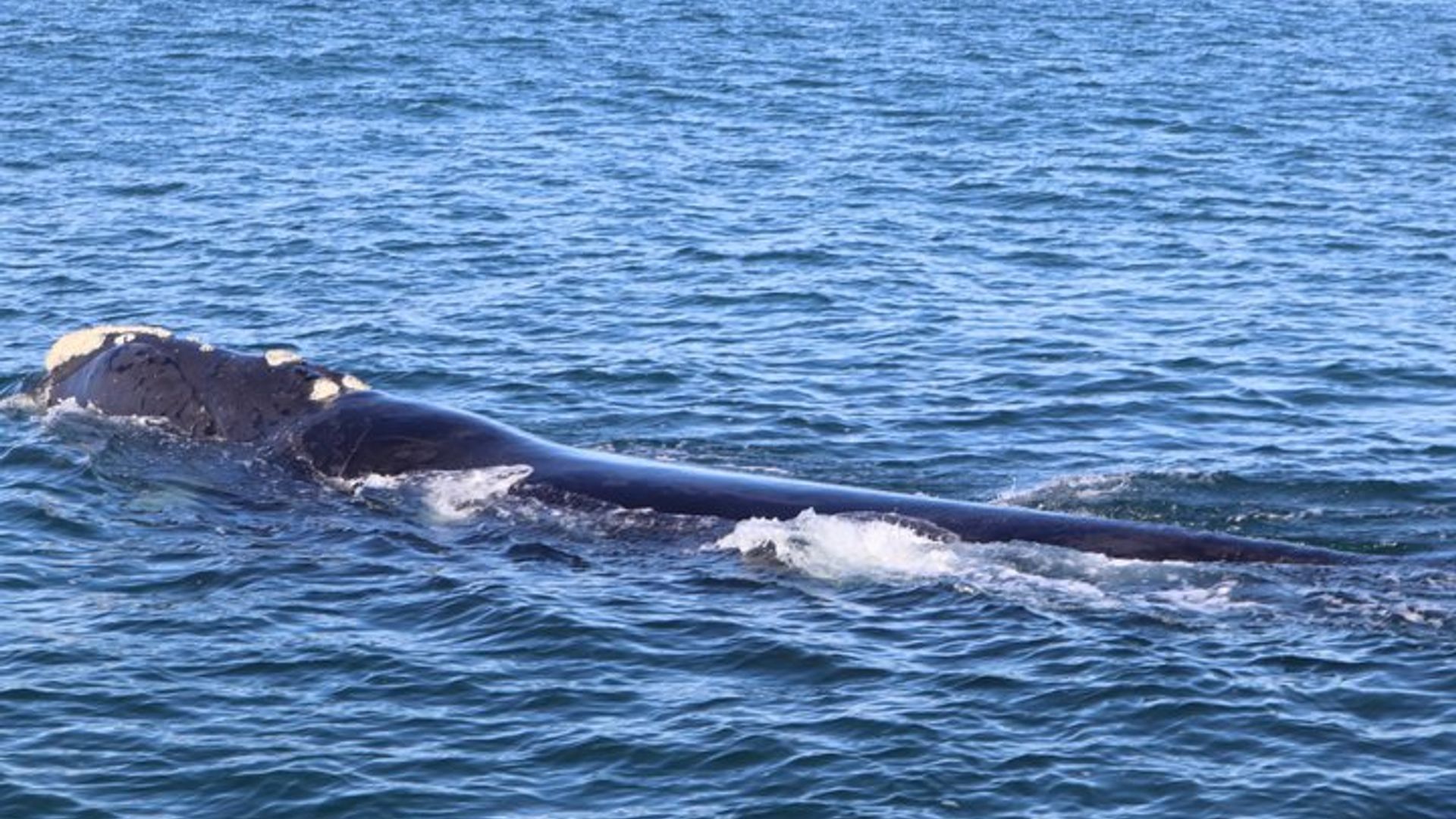 Hermanus Private Whale Watching Tour With Hotel Pickup