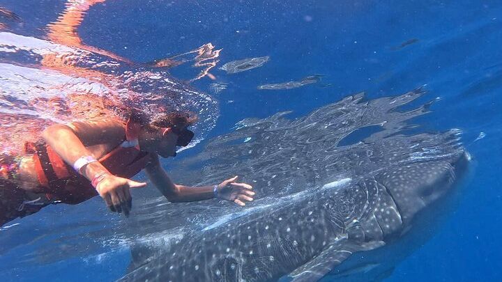 Private Whale Shark Adventure in Isla Mujeres and Cancun