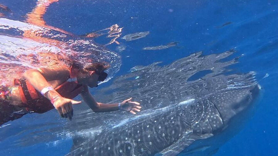 Private Whale Shark Adventure in Isla Mujeres and Cancun