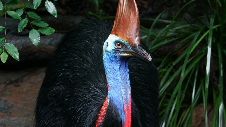 Port Douglas Wildlife Habitat General Admission 5-Day Re-entry