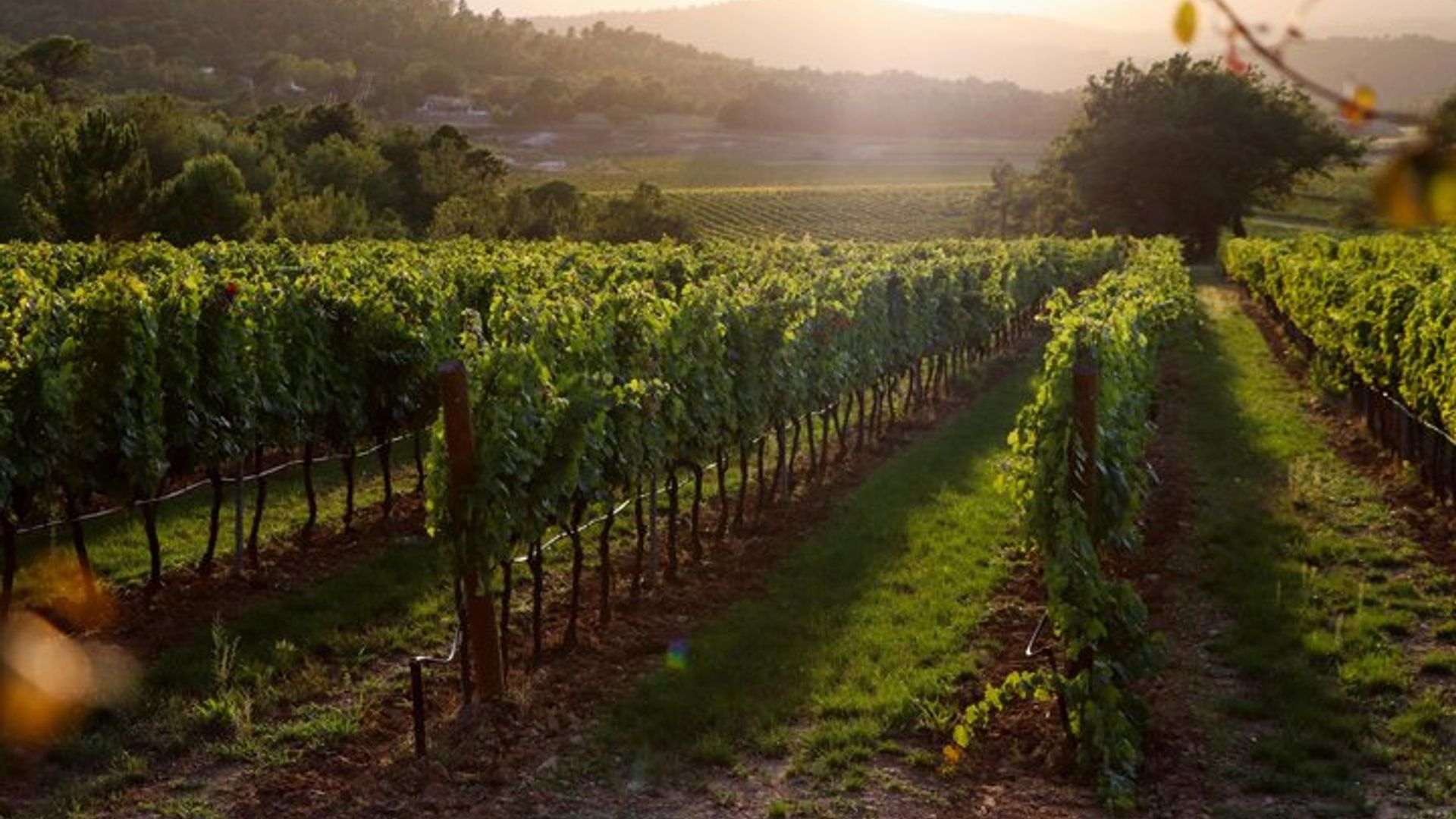 Visit of one of the most modern cellars in Provence