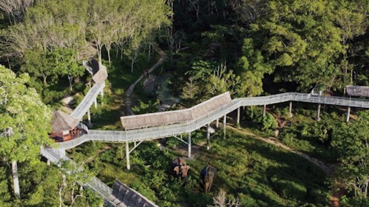 Phuket Elephant Sanctuary: Guided Canopy Walkway Tour + Unlimited Snacks