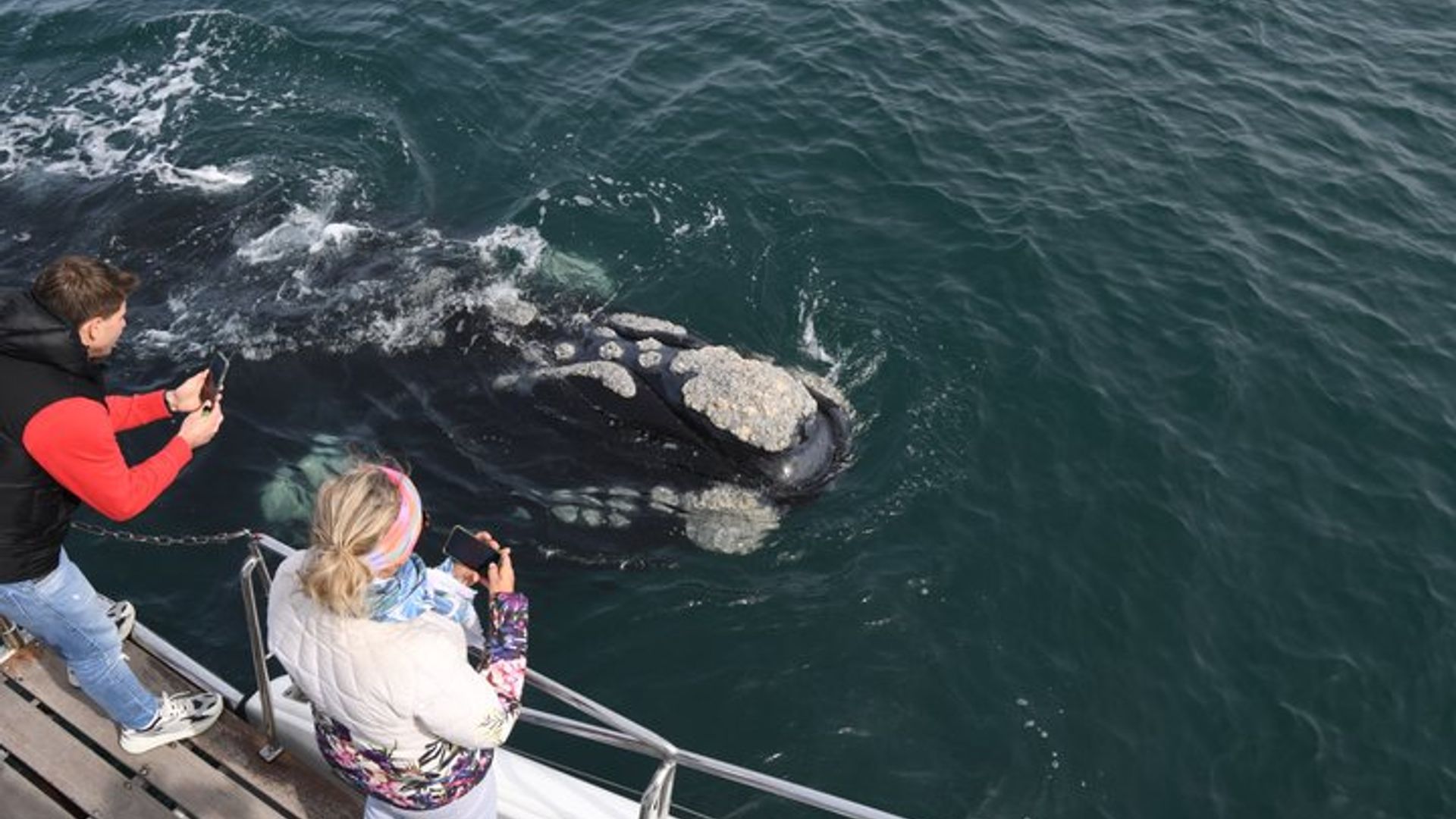 Avistamiento de ballenas y aventura de pingüinos en barco Hermanus