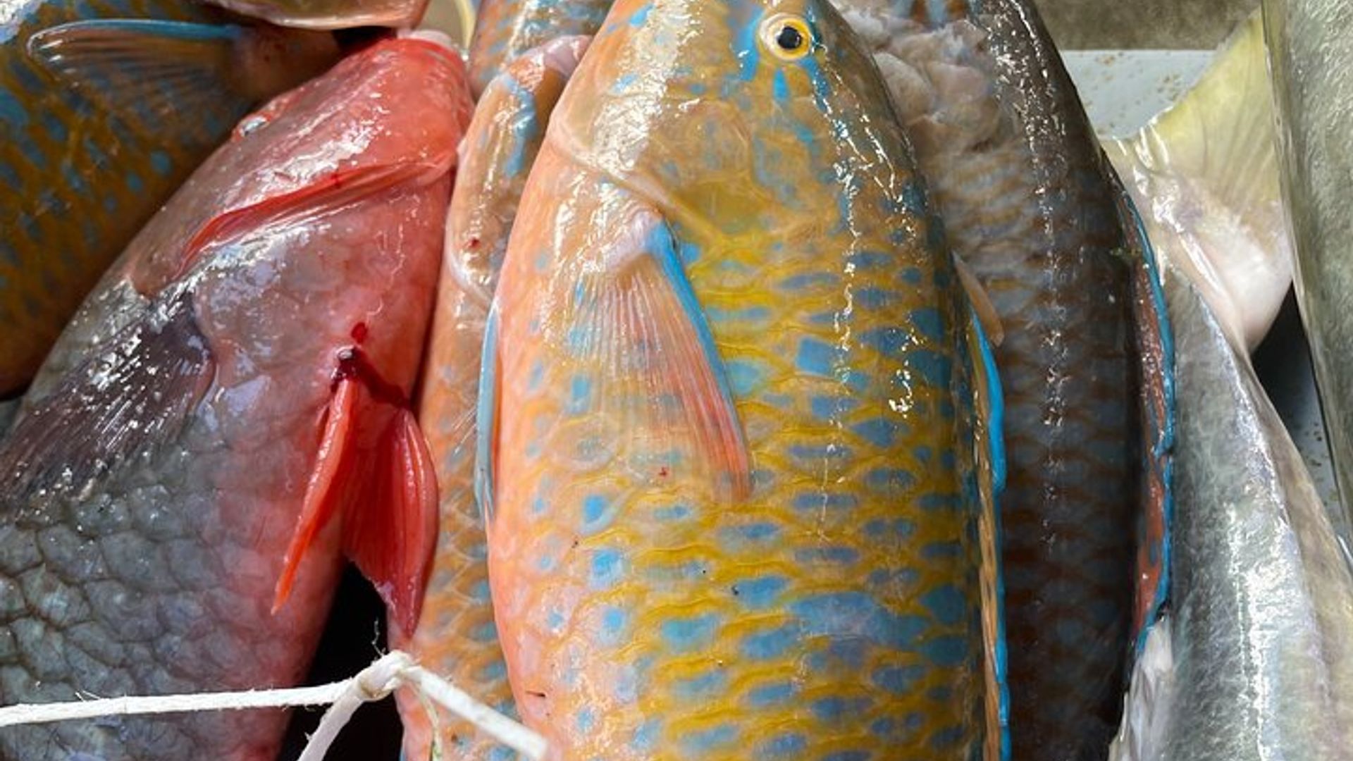 5 Hour Private Customize Tour of Mahe, Seychelles