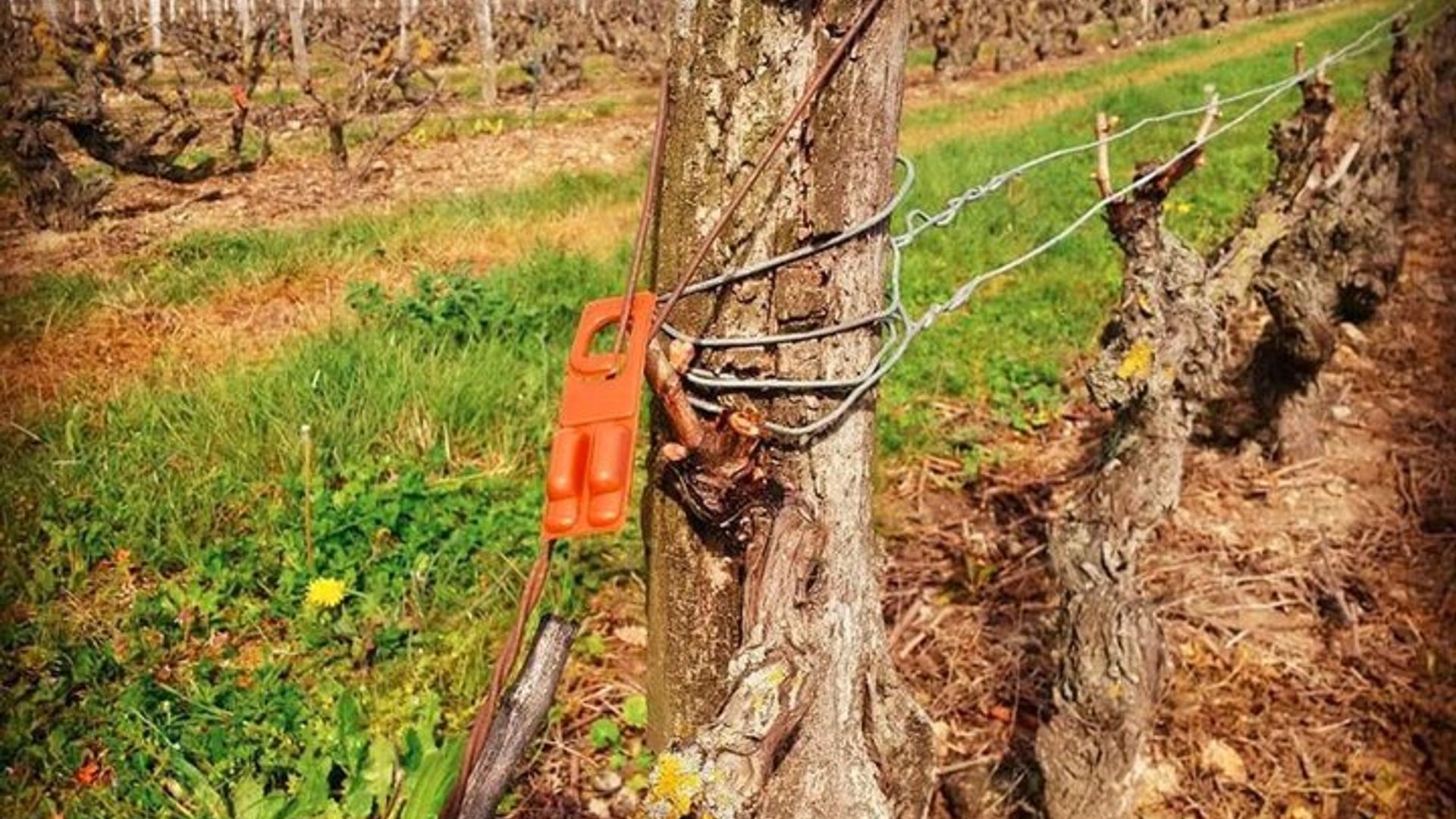Vallée de la Loire, excursion dans le vignoble de Vouvray et les domaines viticoles avec dégustation